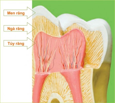 Điều trị tủy răng - Phương pháp nội nha 